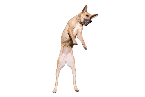 Funny Belgian shepherd dog standing on his hind legs on a white background with a ball in his mouth. Concept of a dancing dog.