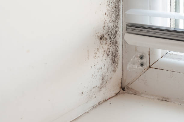 istock Black mold on the window slope, plastic window with condensation. The problem of wall freezing in winter 1462516992