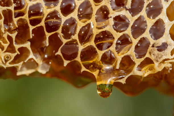 Honey dripping from honey comb on nature background, close up stock photo
