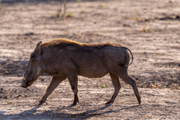 istock Close-up of a Warthog 1462523695