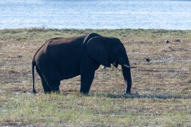 istock African Elephant in Chobe National Park 1462523767