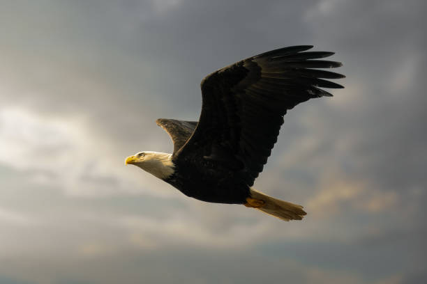 istock Closeup shot of a Bald eagle flying in the cloudy sky 1462523927