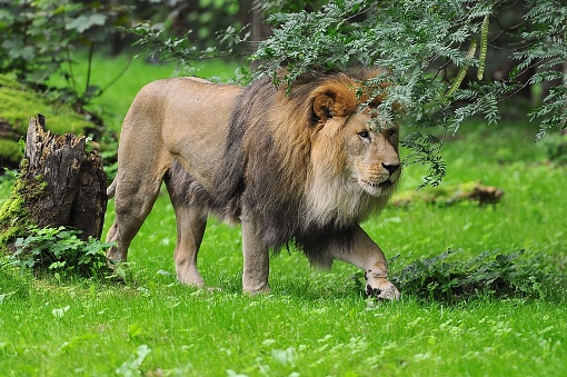 A closeup shot of a lion in the green park.