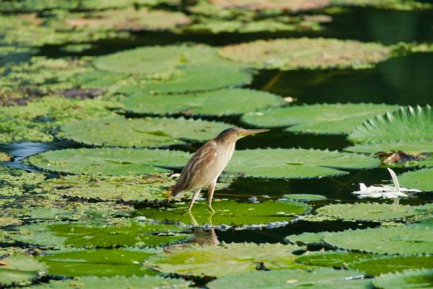istock Closeup of a Yellow bittern perched on a green lily pad in a pond 1462524247
