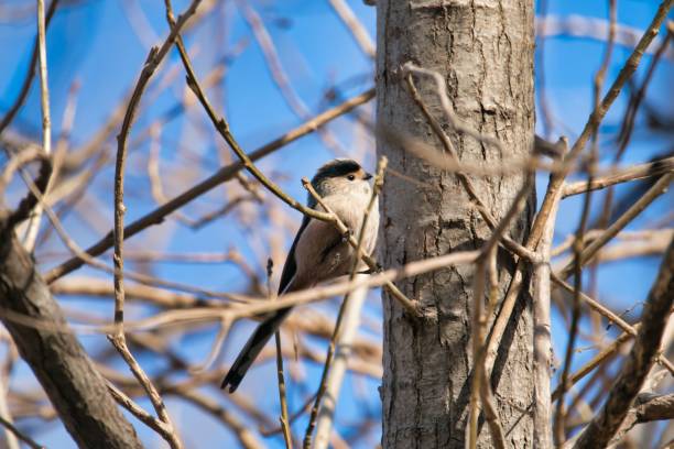 istock Closeup of a Long-tailed tit perched on a branch of a tree 1462524287