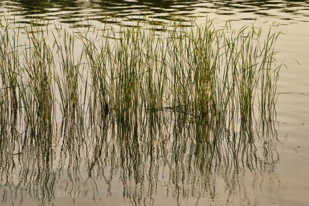 istock Reeds and their reflection in the water. 1462524328