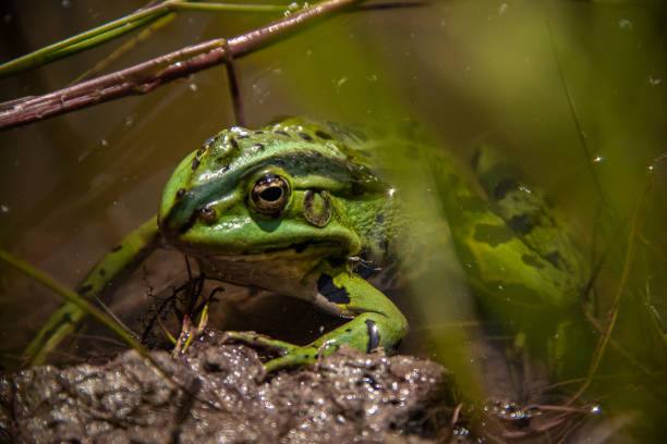 istock Closeup of a green frog on a rock 1462527771
