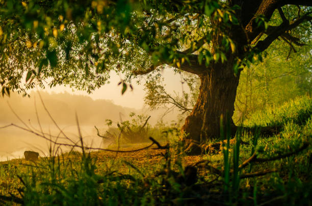 istock foggy morning by the rive 1462527863