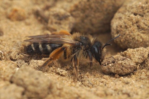 A female Yellow-legged Mining Bee, Andrena flavipes