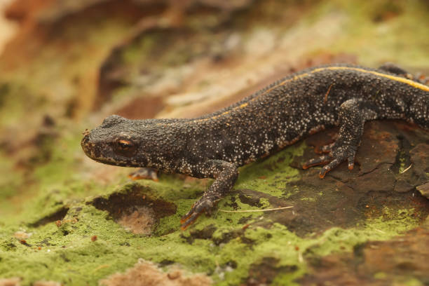 istock Closeup of a terrestrial Balkan crested newt, Triturus ivanbures 1462529813