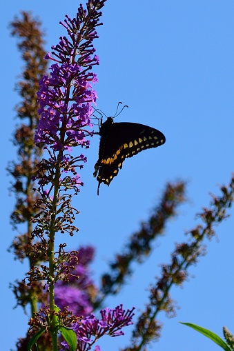 A vertical shot of a Papilio polyxenes on the purple flwoer