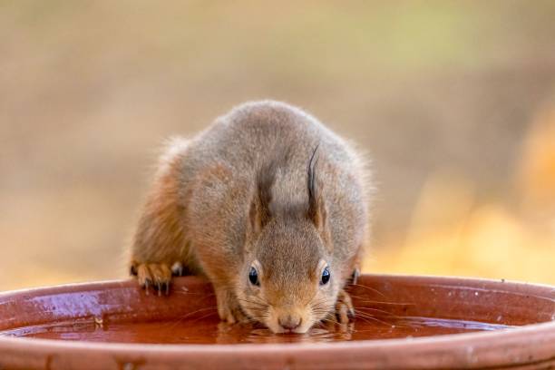 A closeup of a squirrel drinking water from a clay pot
