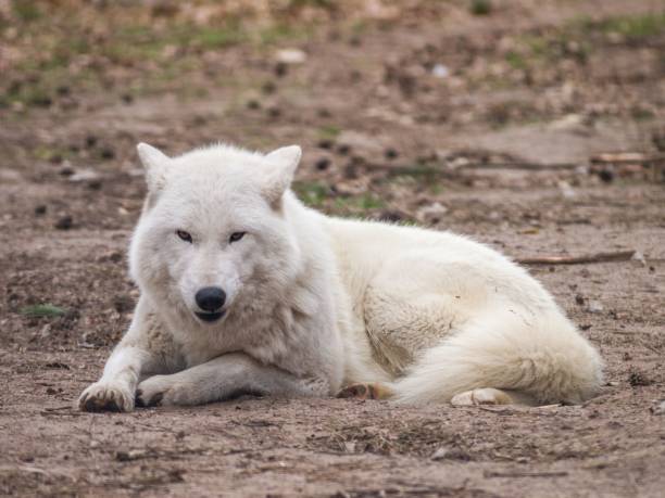 istock Arctic wolf (Canis lupus arctos) staring into the camera while lying on dirt ground in the wild 1462530928