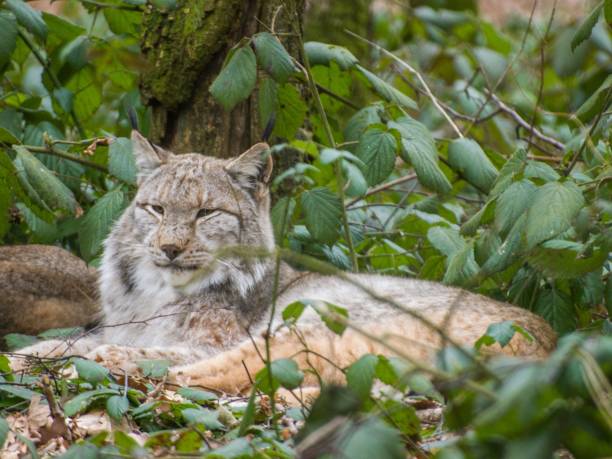 istock Fluffy Eurasian lynx (Lynx lynx) lying in green forest bushes 1462530977