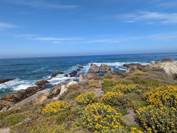 istock Beautiful seascape covered with yellow flowers 1462532387