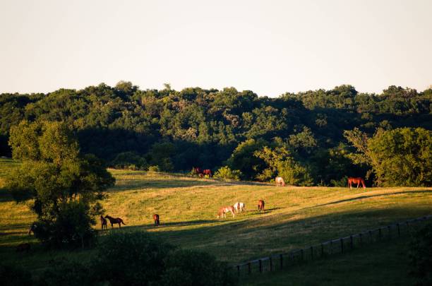 istock Herd of horses grazing in a ranch covered in greenery under the sunlight 1462532399