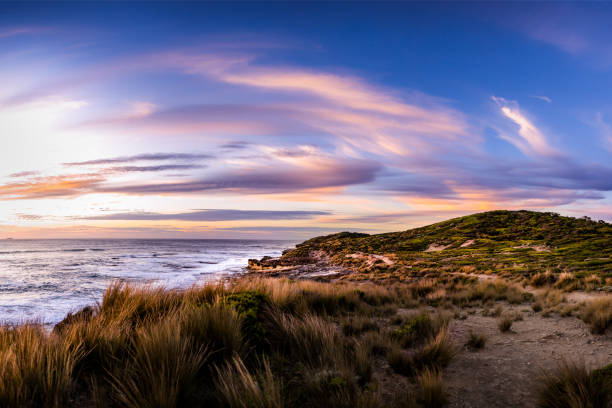 istock Beautiful view of a sunset n the shore with dried grass 1462532961