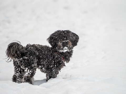 Beautiful schnoodle dog playing in the snow on a sunny winter day with blur background