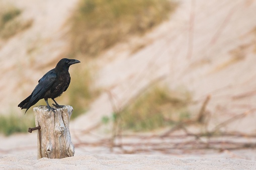 A close-up shot of a black crow sitting on a wooden log on a shore