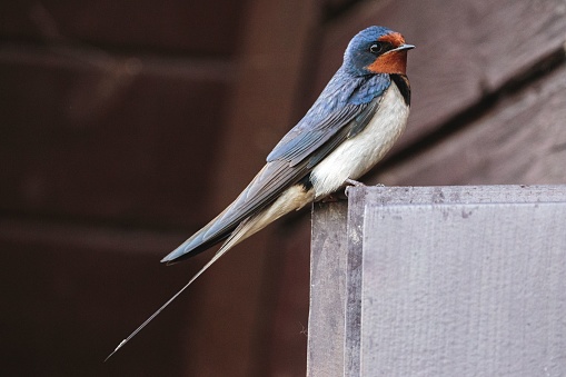A close-up shot of a barn swallow sitting on a wooden box