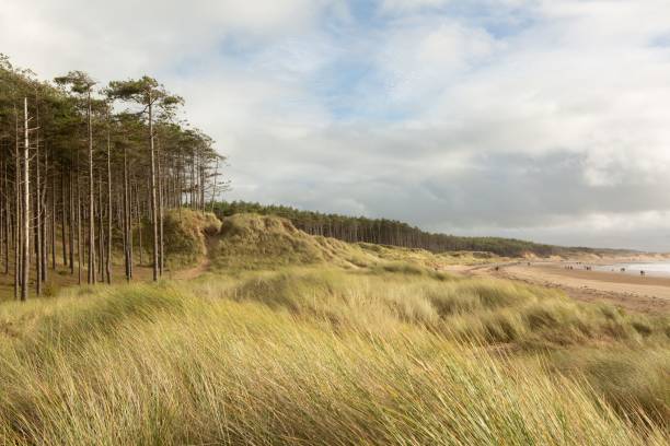 istock Meadow and trees with a sandy beach in the background. 1462533694