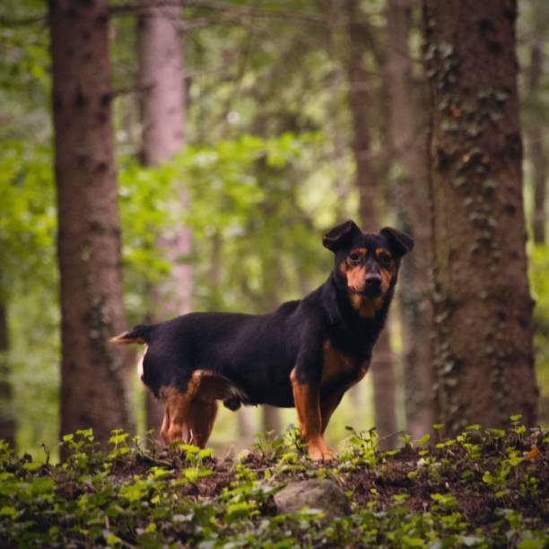 istock View of a Lancashire Heeler standing by the trees in a forest 1462533749