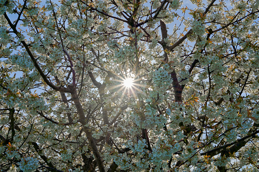 Sun star through flowering cherry tree in spring. Fruit tree with white blossoms in back light.