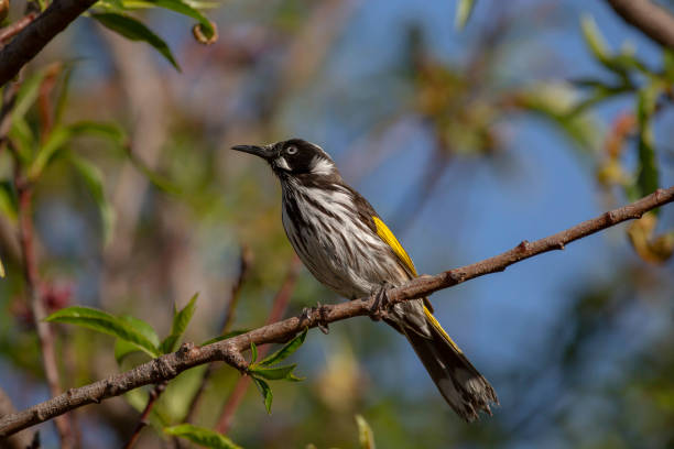 istock Australian Honey eater bird perched on a branch mid song 1462533998