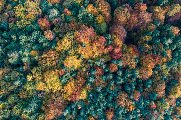 istock Top view shot of autumn lush forest 1462534098