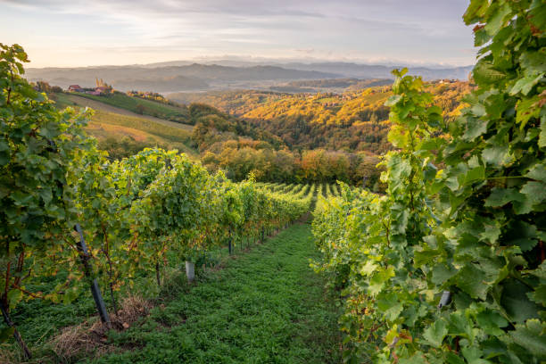 istock Beautiful landscape of a vineyard 1462534102