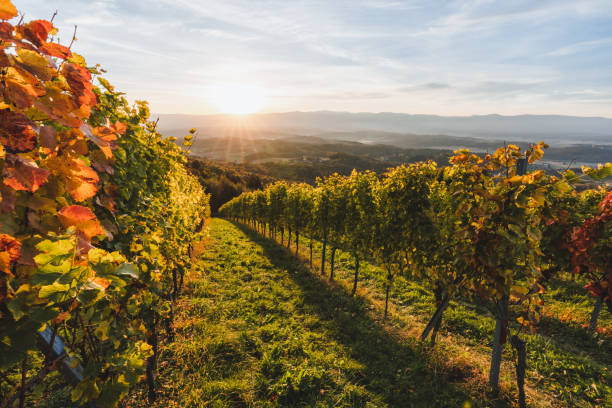 istock Beautiful landscape of a vineyard 1462534120