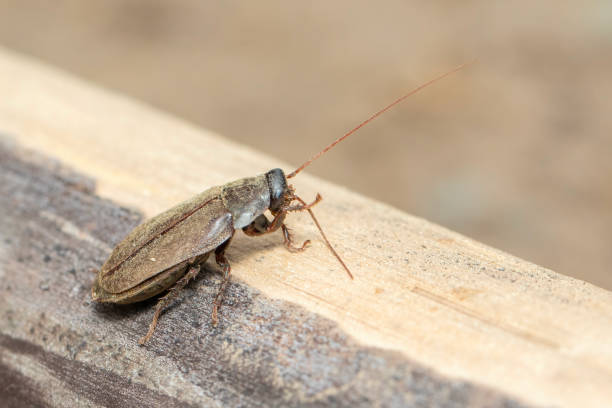 obraz diploptera punctata lub karalucha chrząszcza pacyficznego. owad. zwierzę. - punctata zdjęcia i obrazy z banku zdjęć