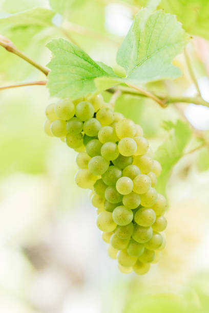 A vertical shot of ripe grapes in a vineyard