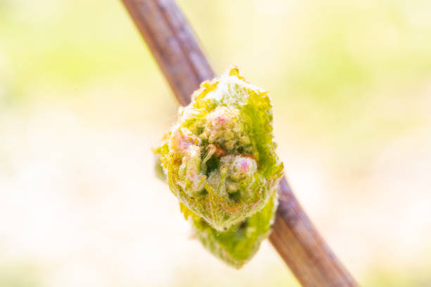 A closeup shot of grape bush in a vineyard