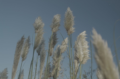 A closeup of Cortaderia plants with a blu seky in the background