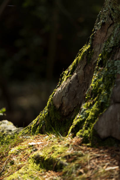 istock Vertical shot of mossy rocks in a forest 1462534481
