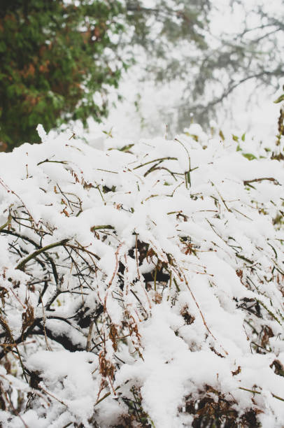istock wintertime vegetation covered with snow and ice 1462534818