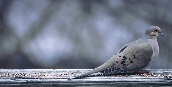 A closeup of mourning dove peacefully resting outdoors