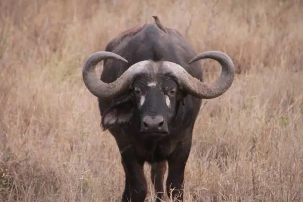 A closeup of an African buffalo against the yellow field