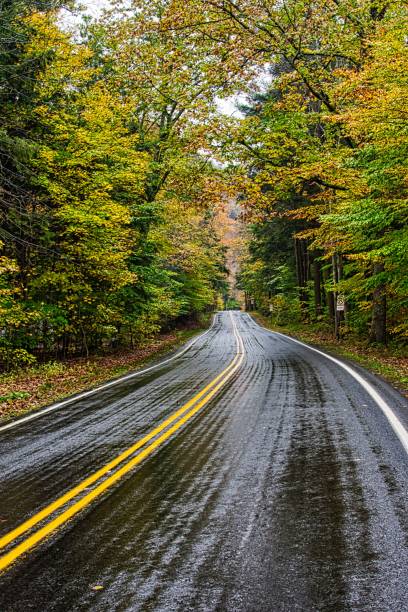 istock Winding road in a dense green forest on a gloomy day 1462537413