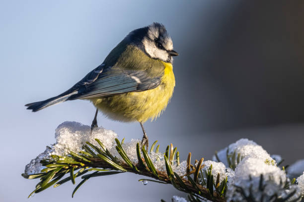 istock Blue tit on a branch of a tree 1462542154
