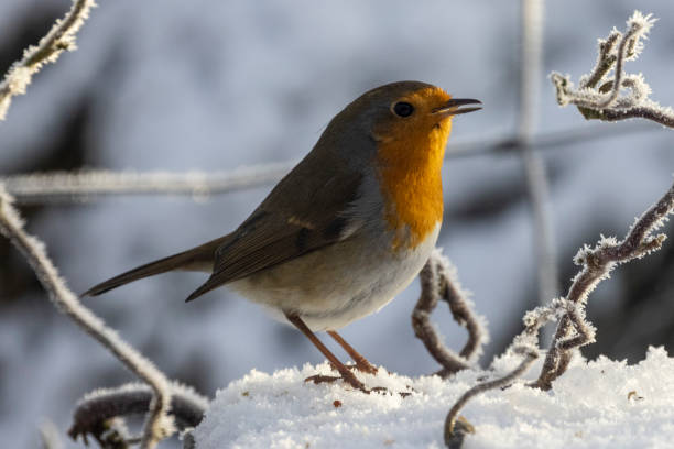 istock Robin on the ground in the snow, singing 1462542164