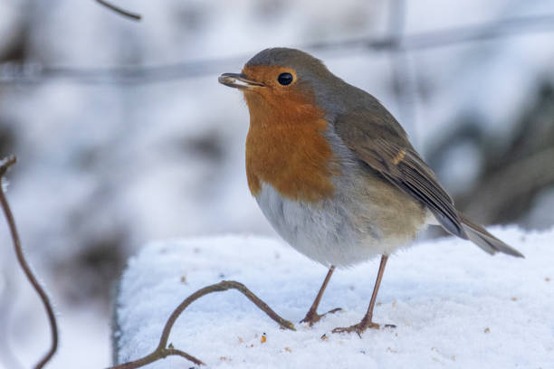 istock Robin on the ground in the snow 1462542174