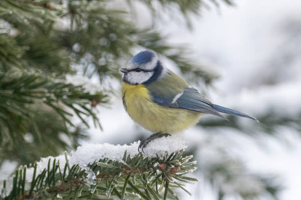 istock Blue tit on a branch of a tree 1462542181