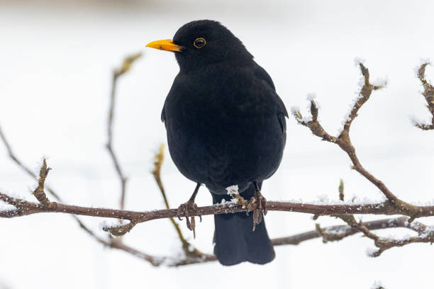istock Blackbird on a branch with a view 1462542184