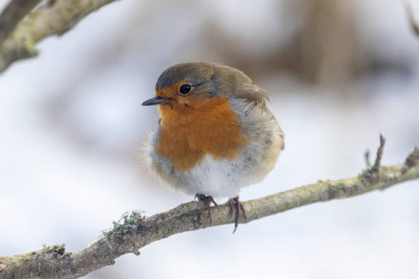 istock Robin on a branch in the snow 1462542787