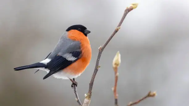 Eurasian Bullfinch posing on a branch