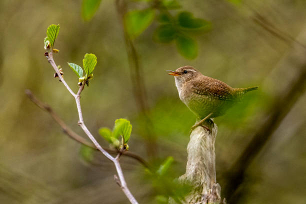 istock Wren on a branch in the woods 1462542831
