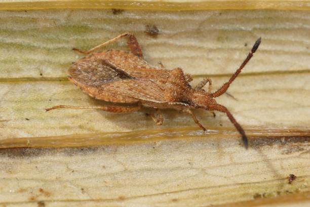 istock a bug with brown body on a wooden surface, with an orange stripe and a 1462543214