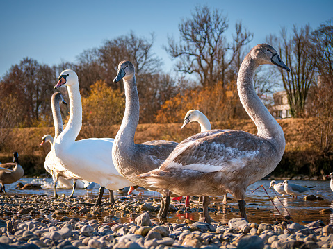 Young Swan life at Munich Isar River during Winter time